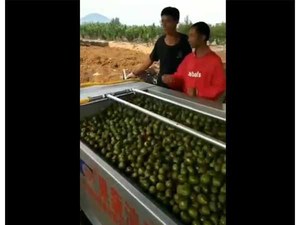 核桃去皮清洗一体机视频